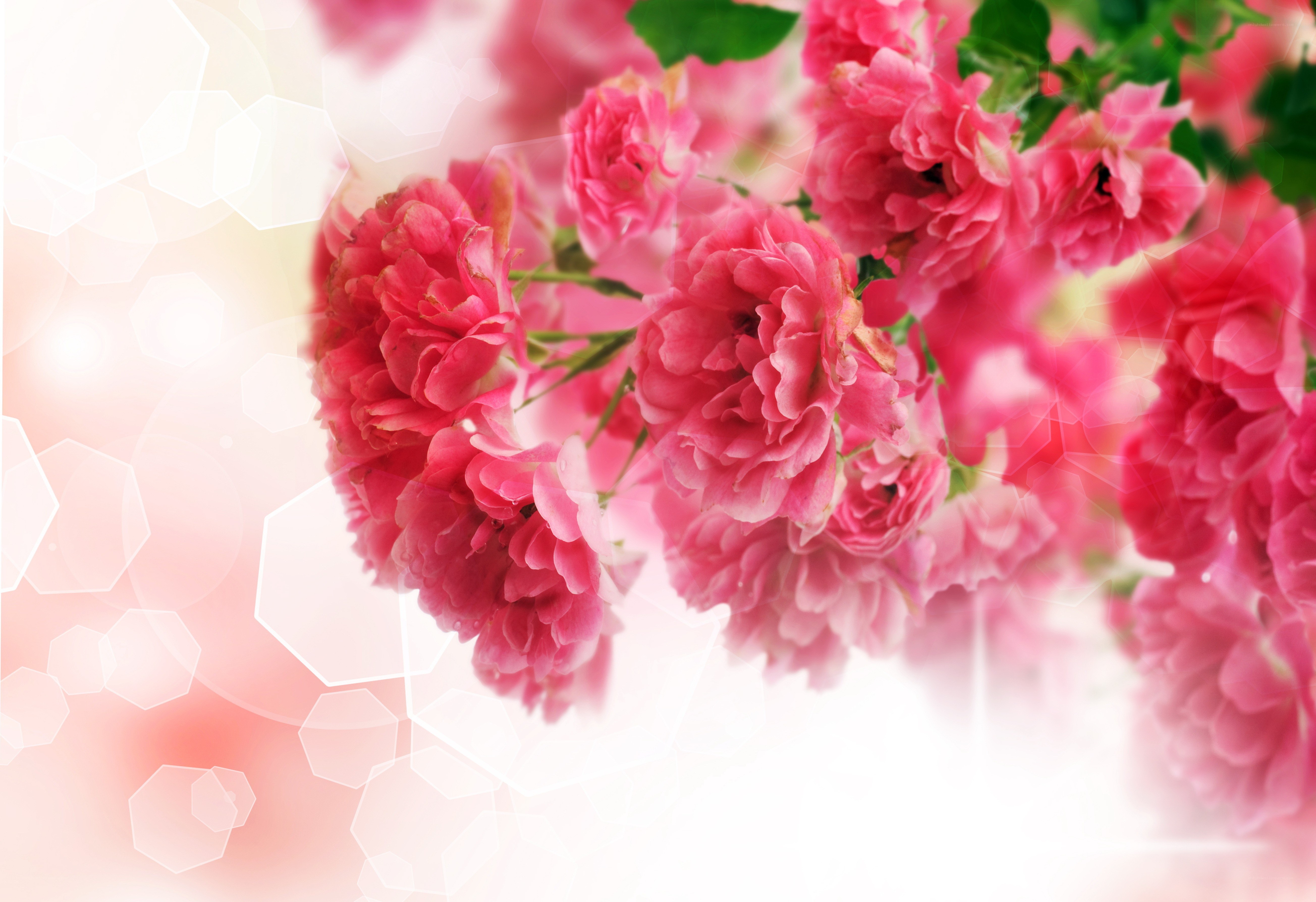 Pink roses with bokeh background