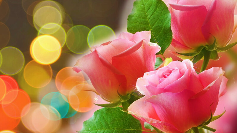 Pink Roses with Bokeh