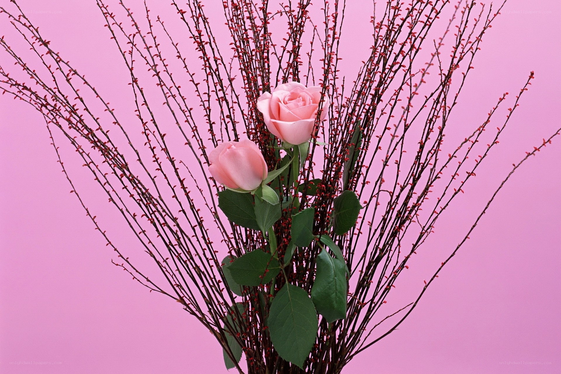 Pink roses with branches