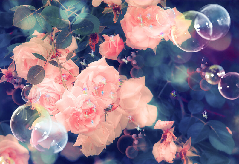 Pink Roses with Bubbles