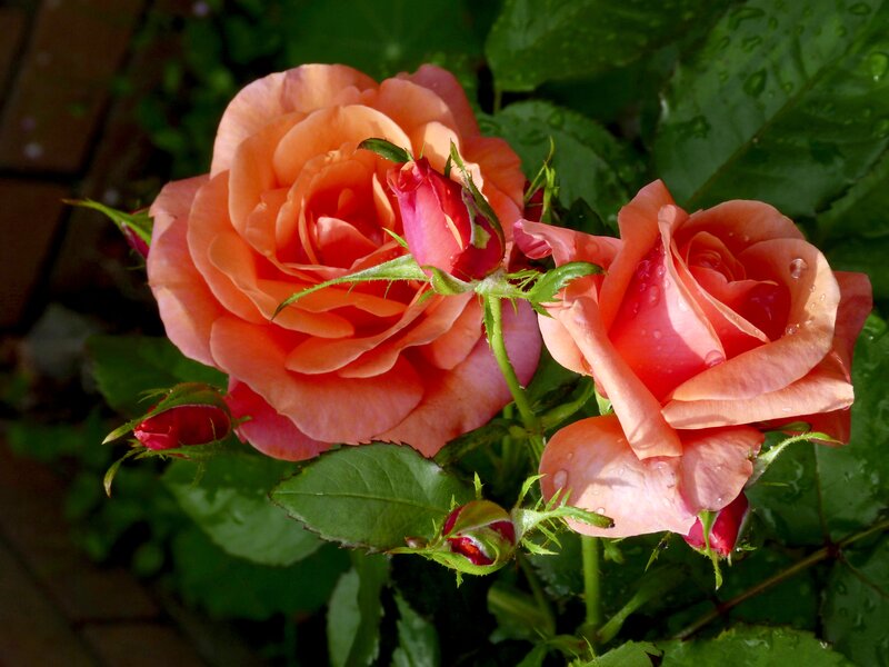 Pink Roses with Buds