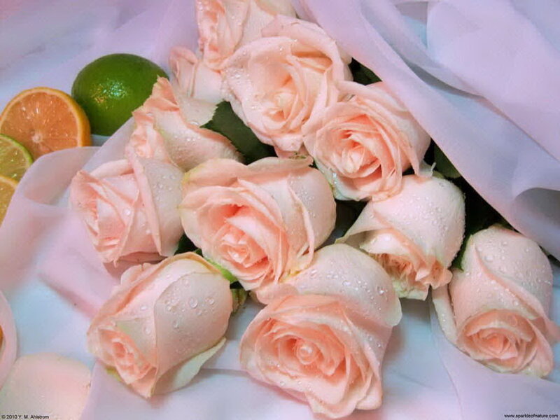 Pink Roses with Citrus