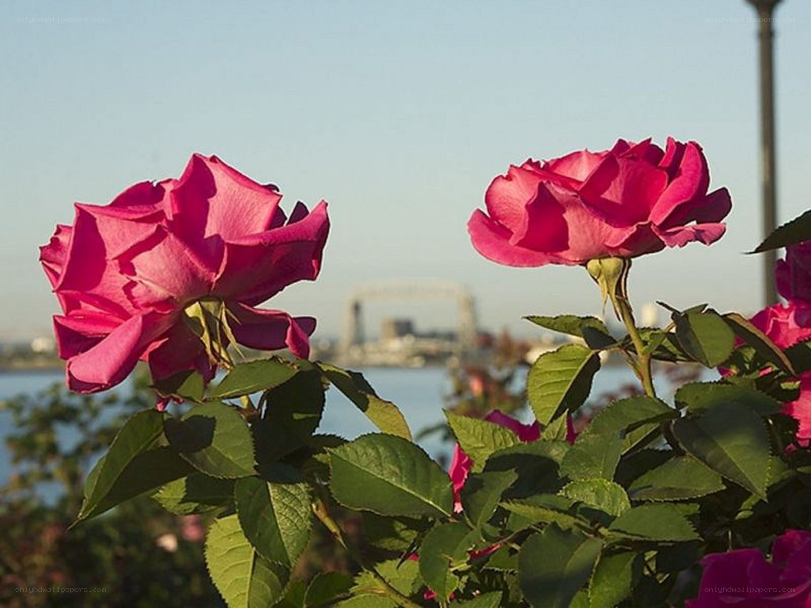Pink roses with city view