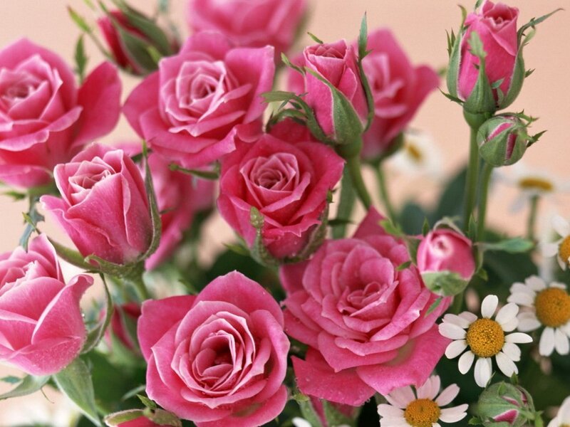 Pink roses with daisies