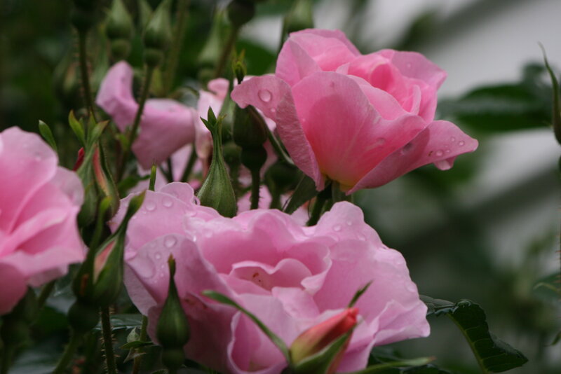 Pink Roses with Dew — Calm, Morning, Photograph, Dew Drops, Buds