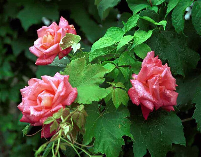 Pink Roses with Dew — Calm, Morning, Photograph, Flowers