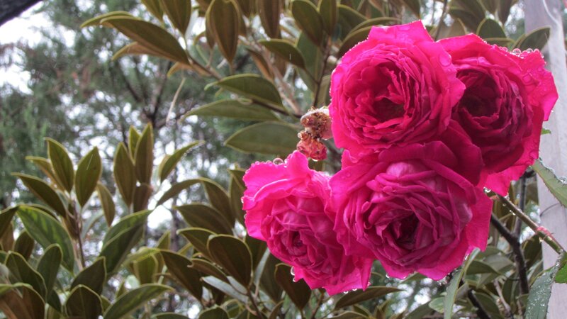 Pink Roses with Dew — Calm, Morning, Photograph, Leaves