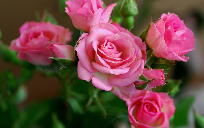 Pink Roses with Dew — Calm, Morning
