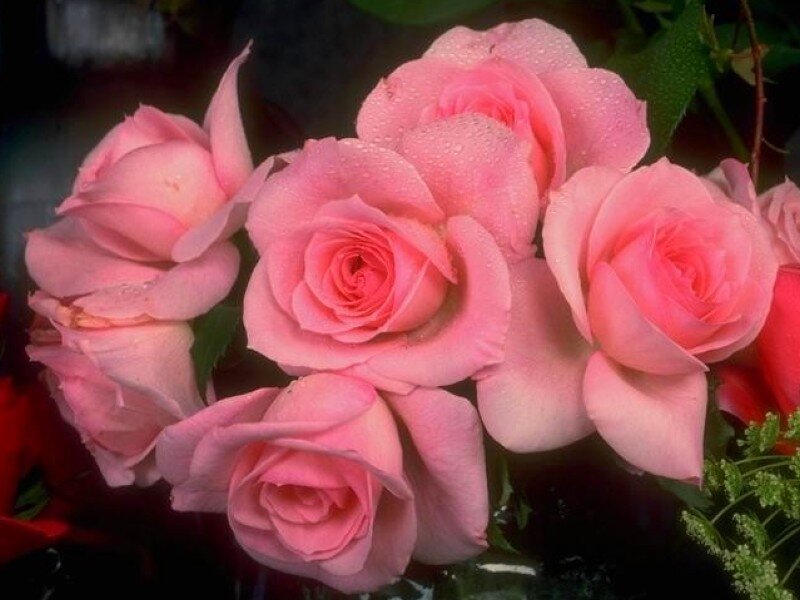 Pink Roses with Dew — Calm, Photograph