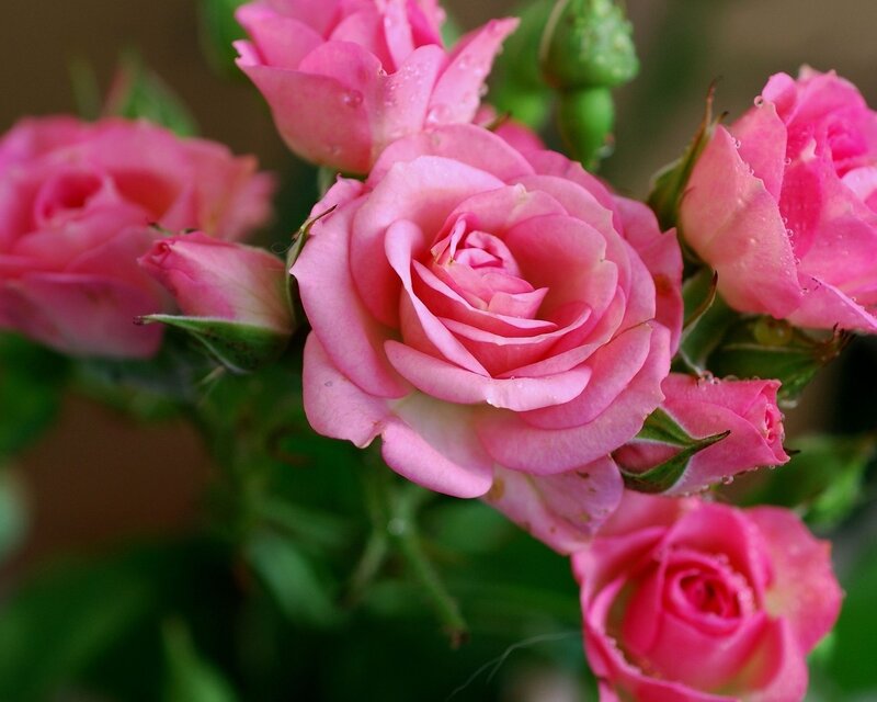 Pink Roses with Dew — Calm