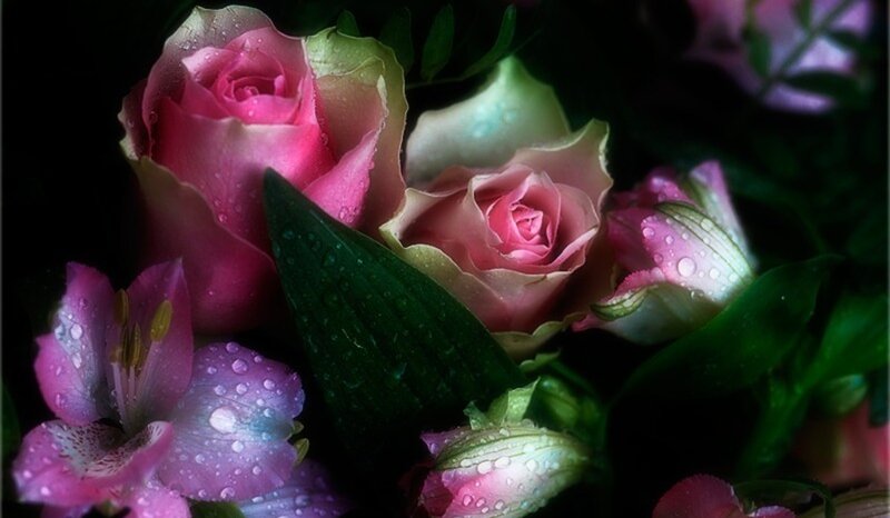 Pink Roses with Dew — Dramatic, Photograph
