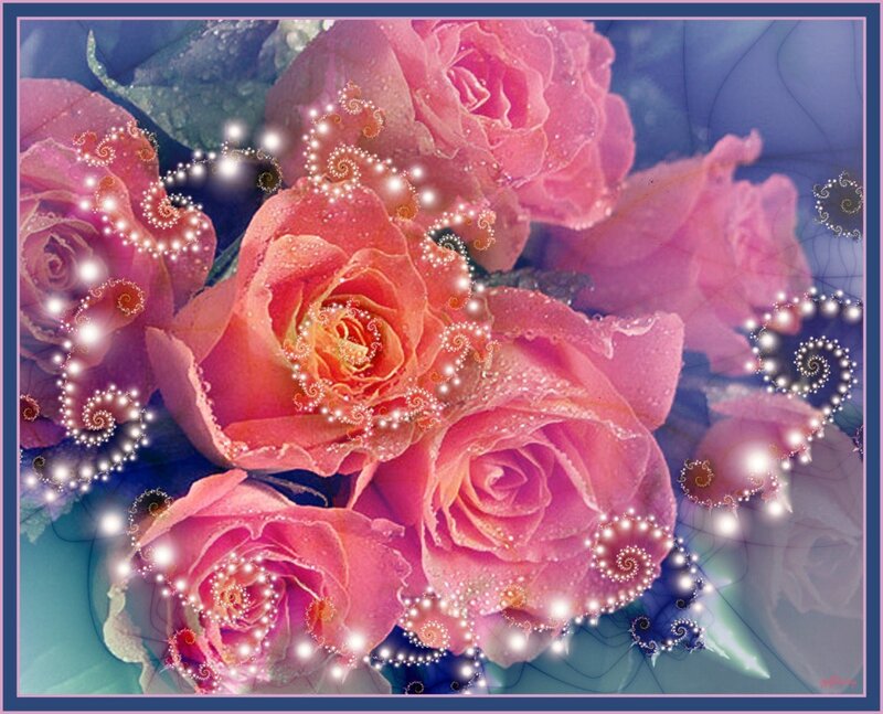 Pink Roses with Dew — Dreamy