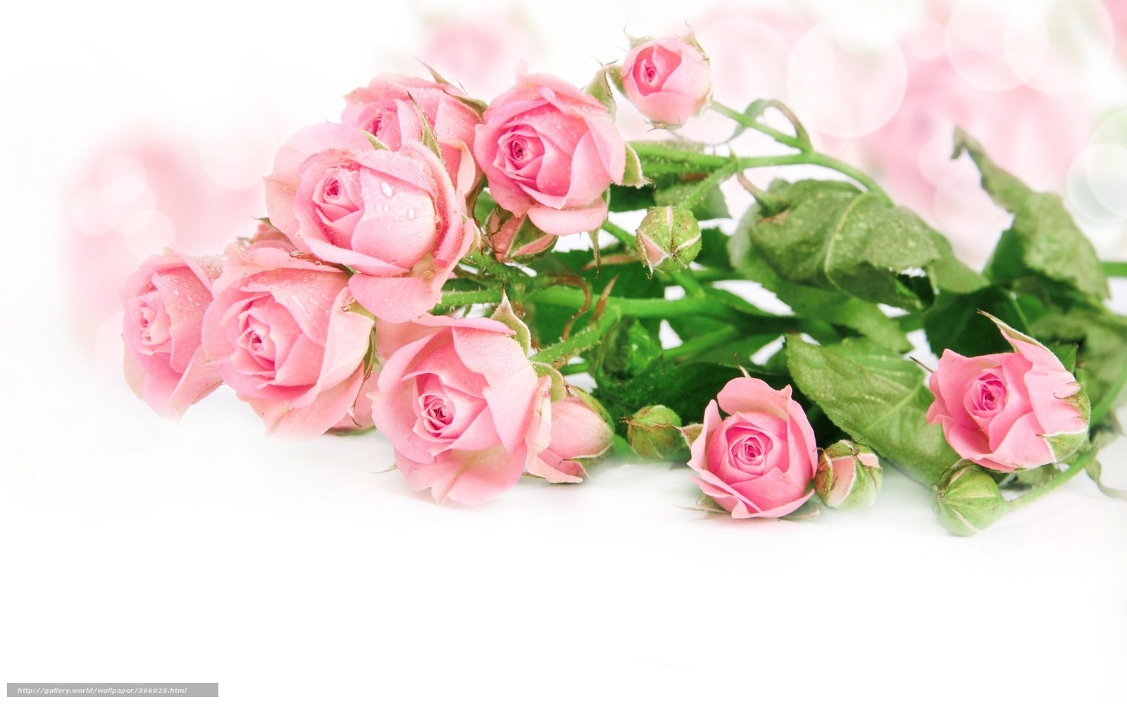 Pink roses with dew drops