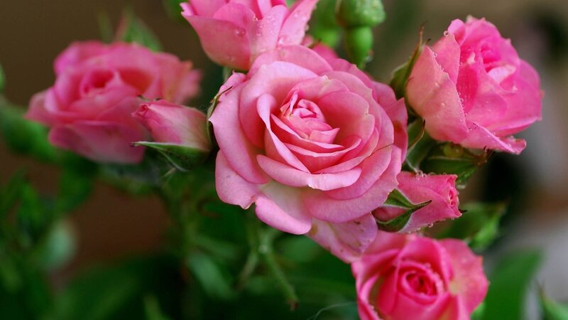 Pink roses with dew drops