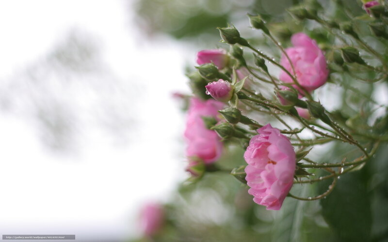 Pink roses with dew drops