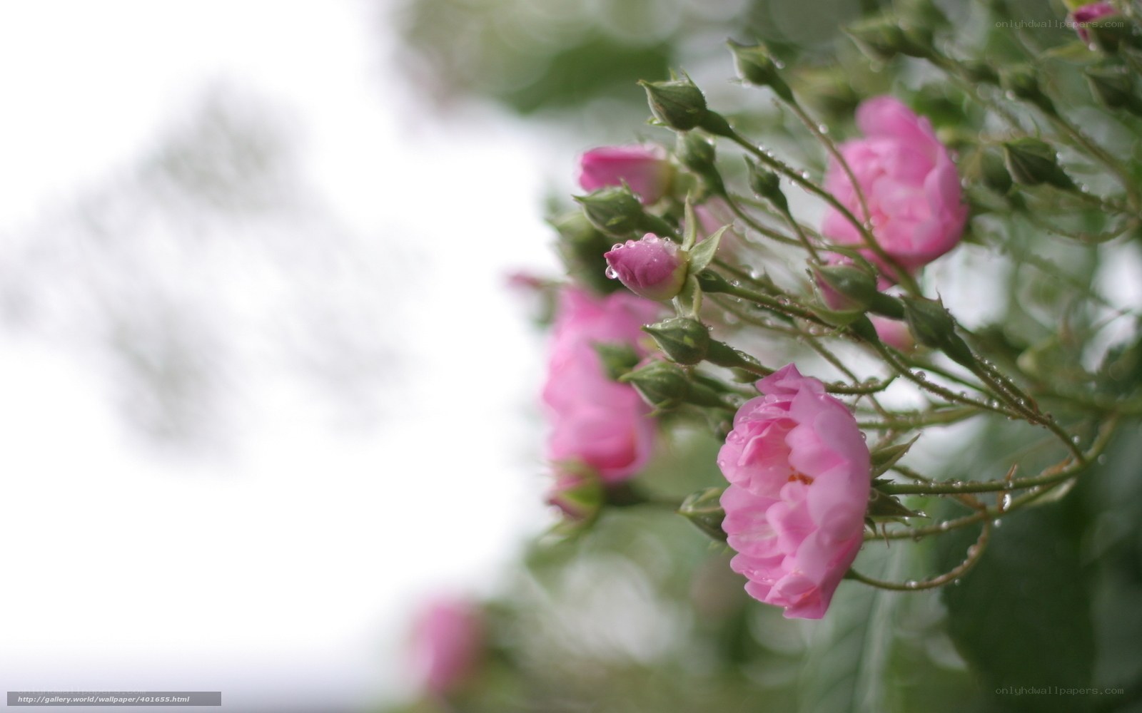 Pink roses with dew drops