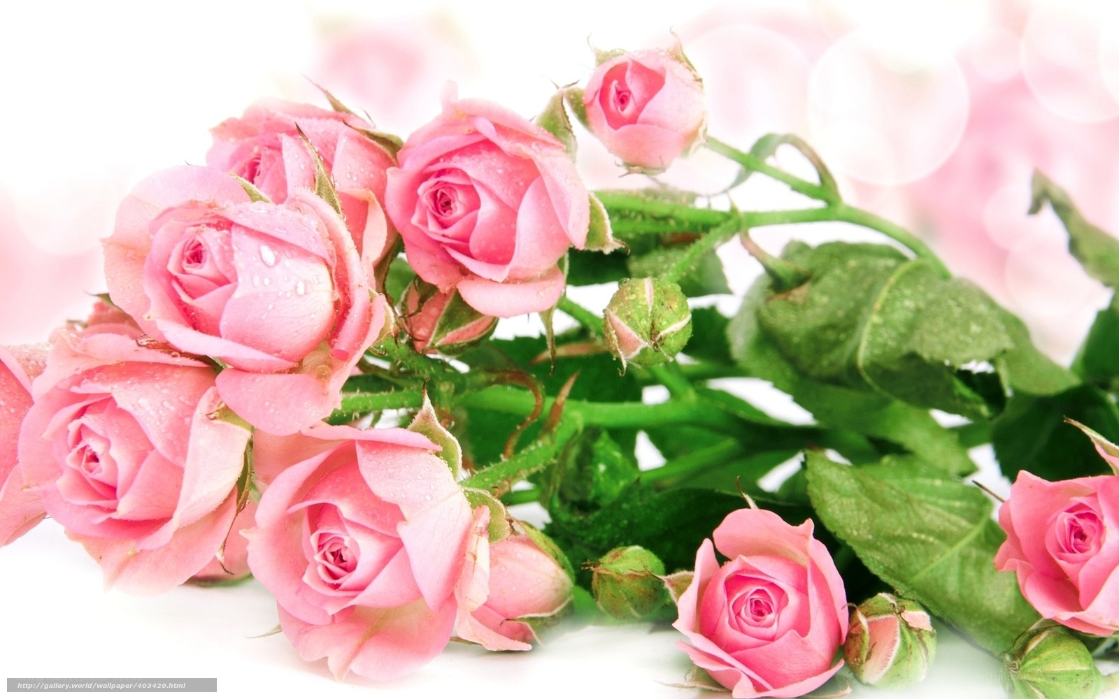 Pink roses with dew drops