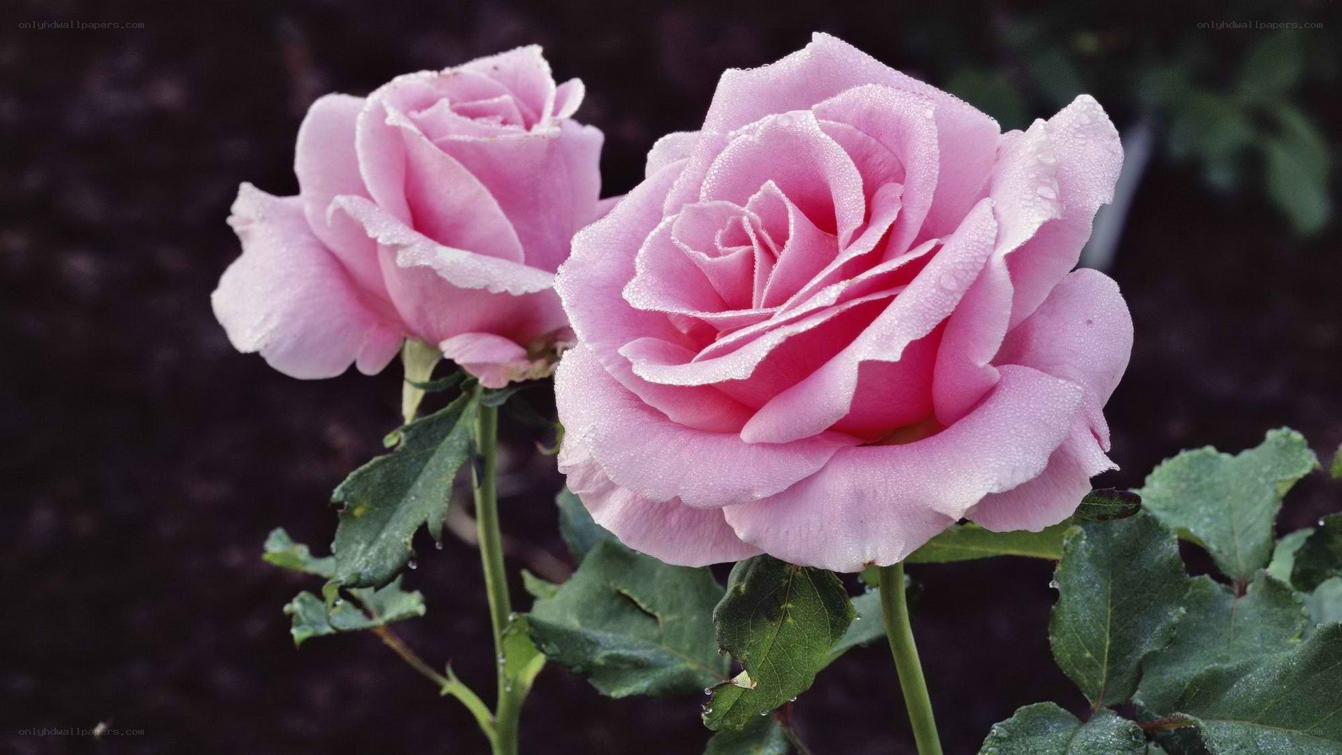 Pink roses with dew drops