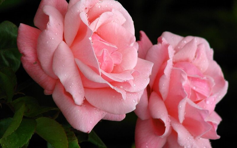 Pink roses with dew drops