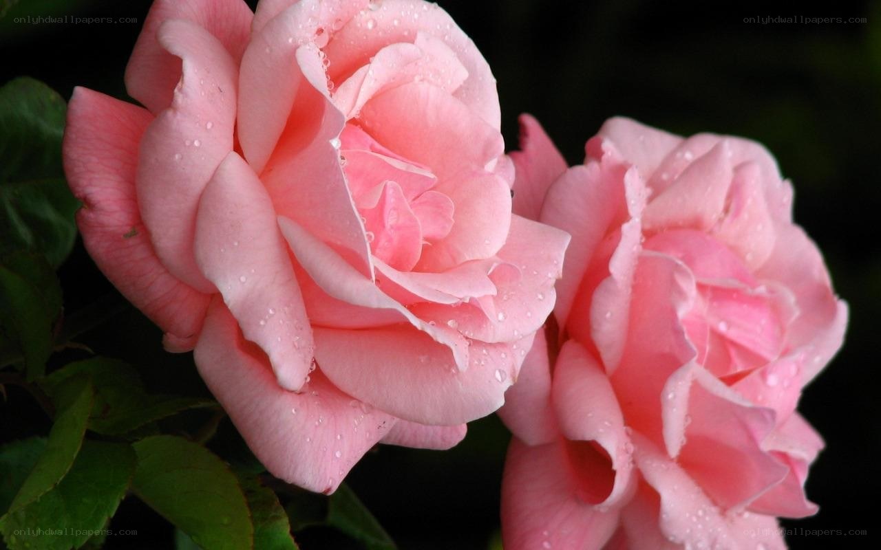 Pink roses with dew drops