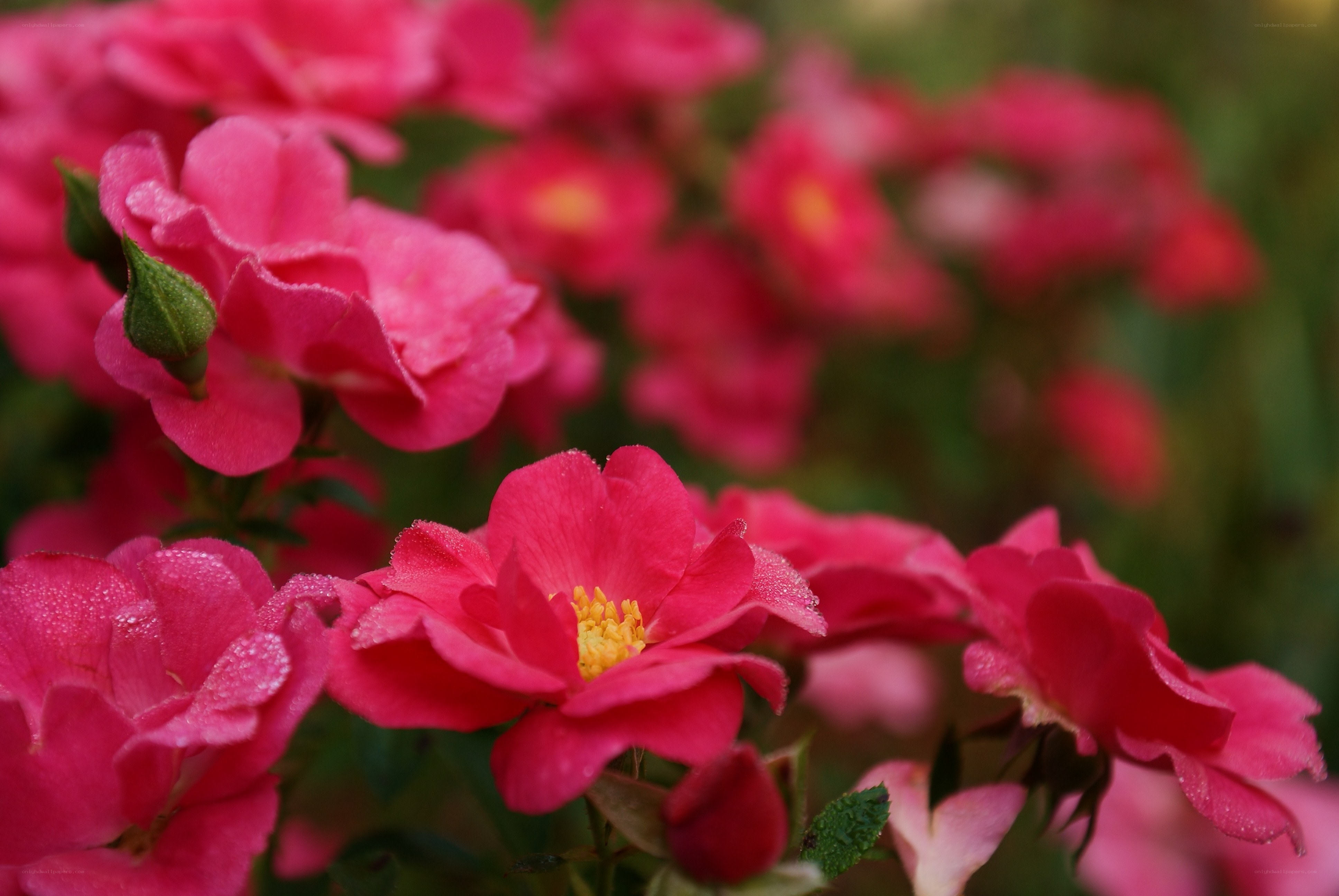 Pink roses with dew drops