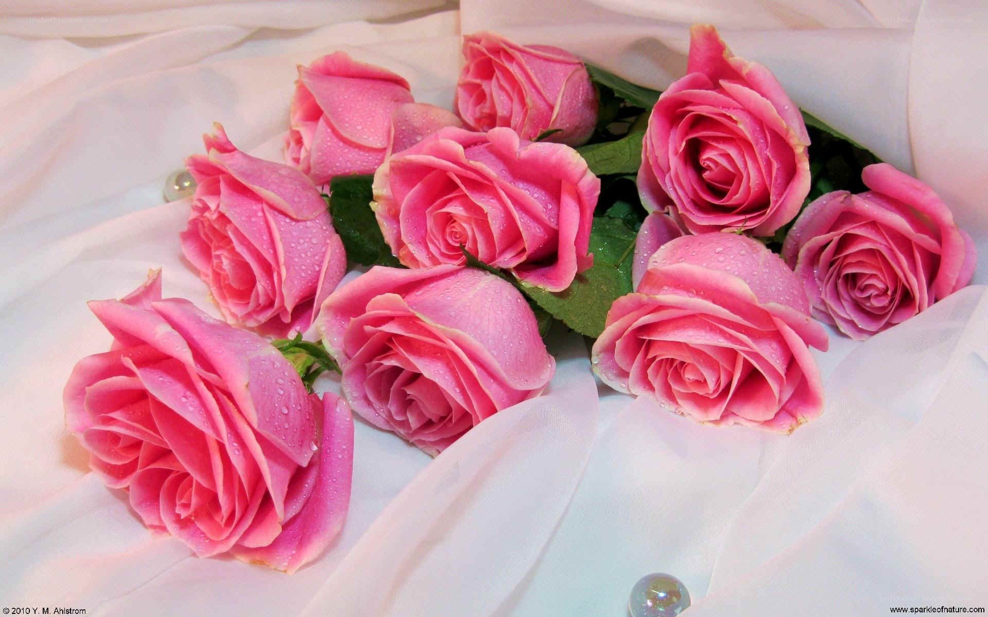 Pink roses with dew drops