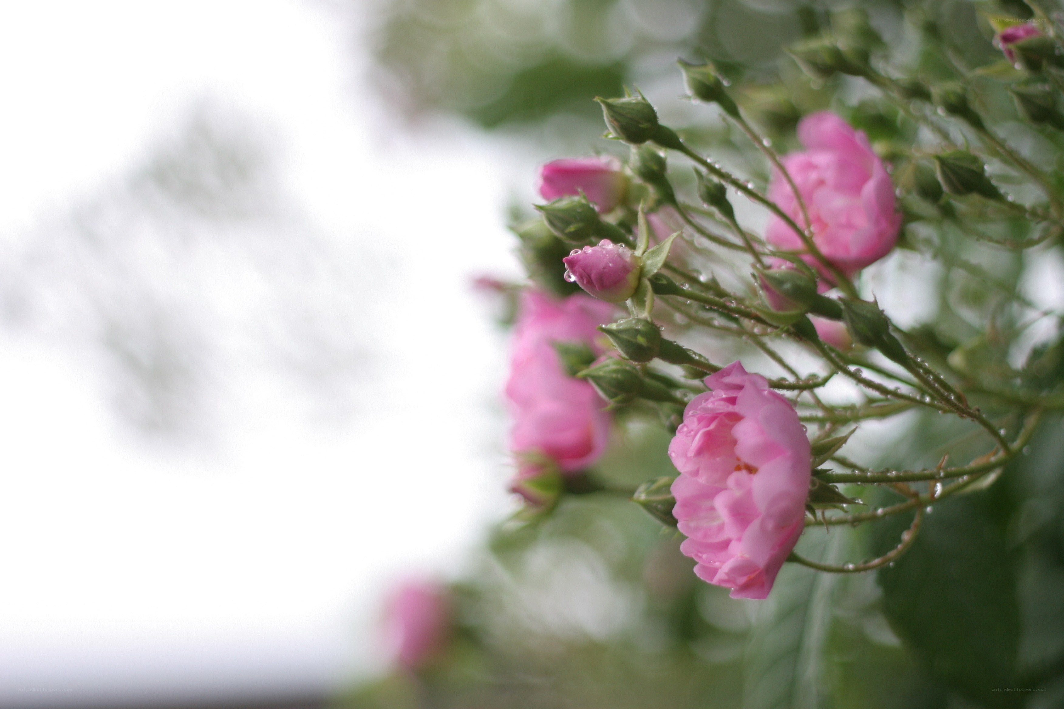 Pink roses with dew drops