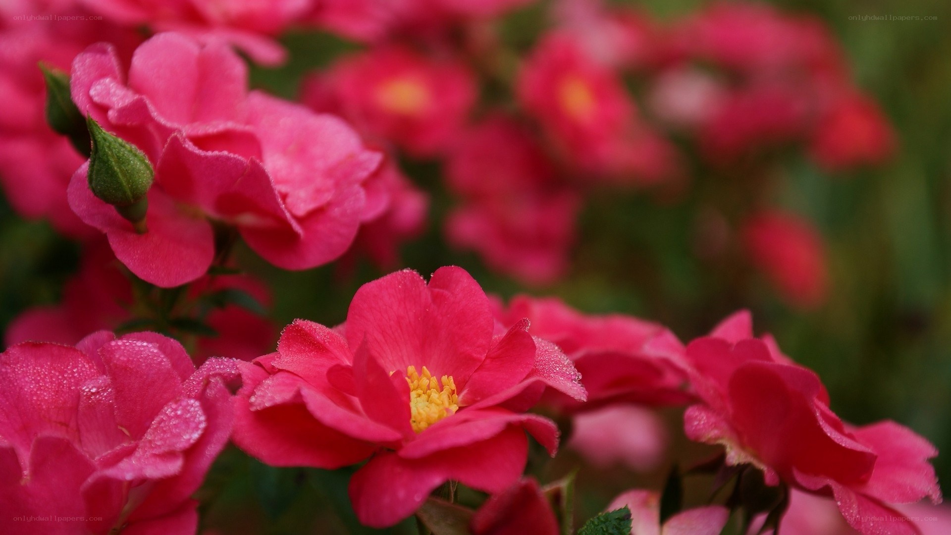 Pink roses with dew drops