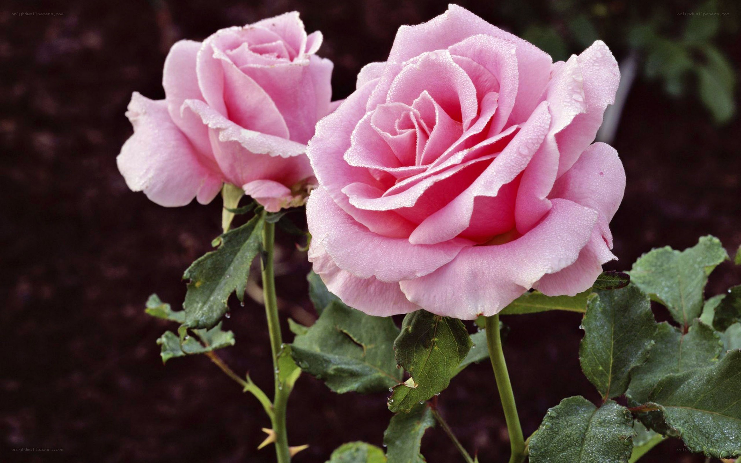 Pink roses with dew drops