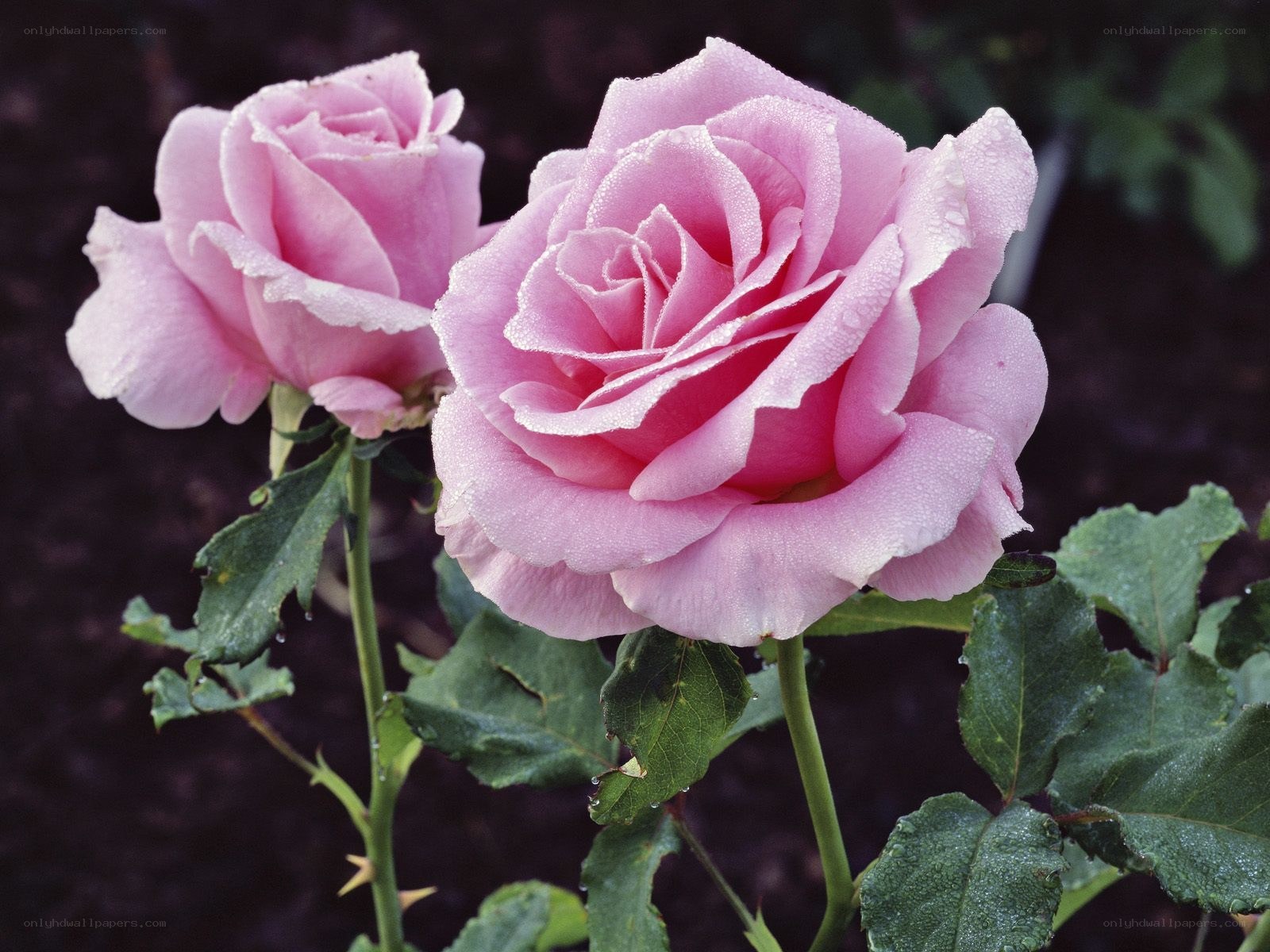 Pink roses with dew drops