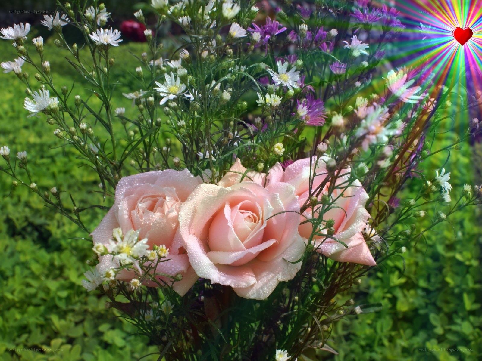 Pink roses with dew drops