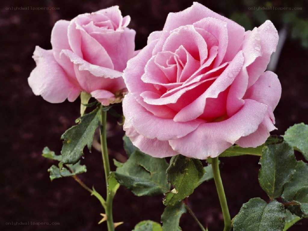 Pink roses with dew drops