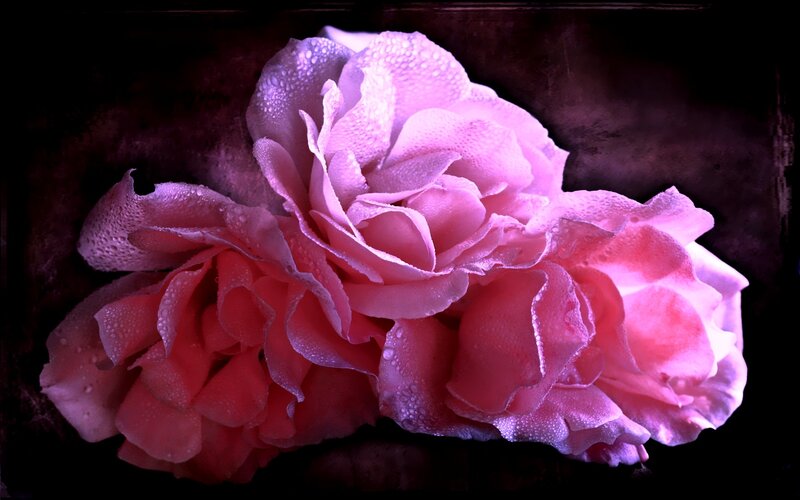 Pink roses with dew drops