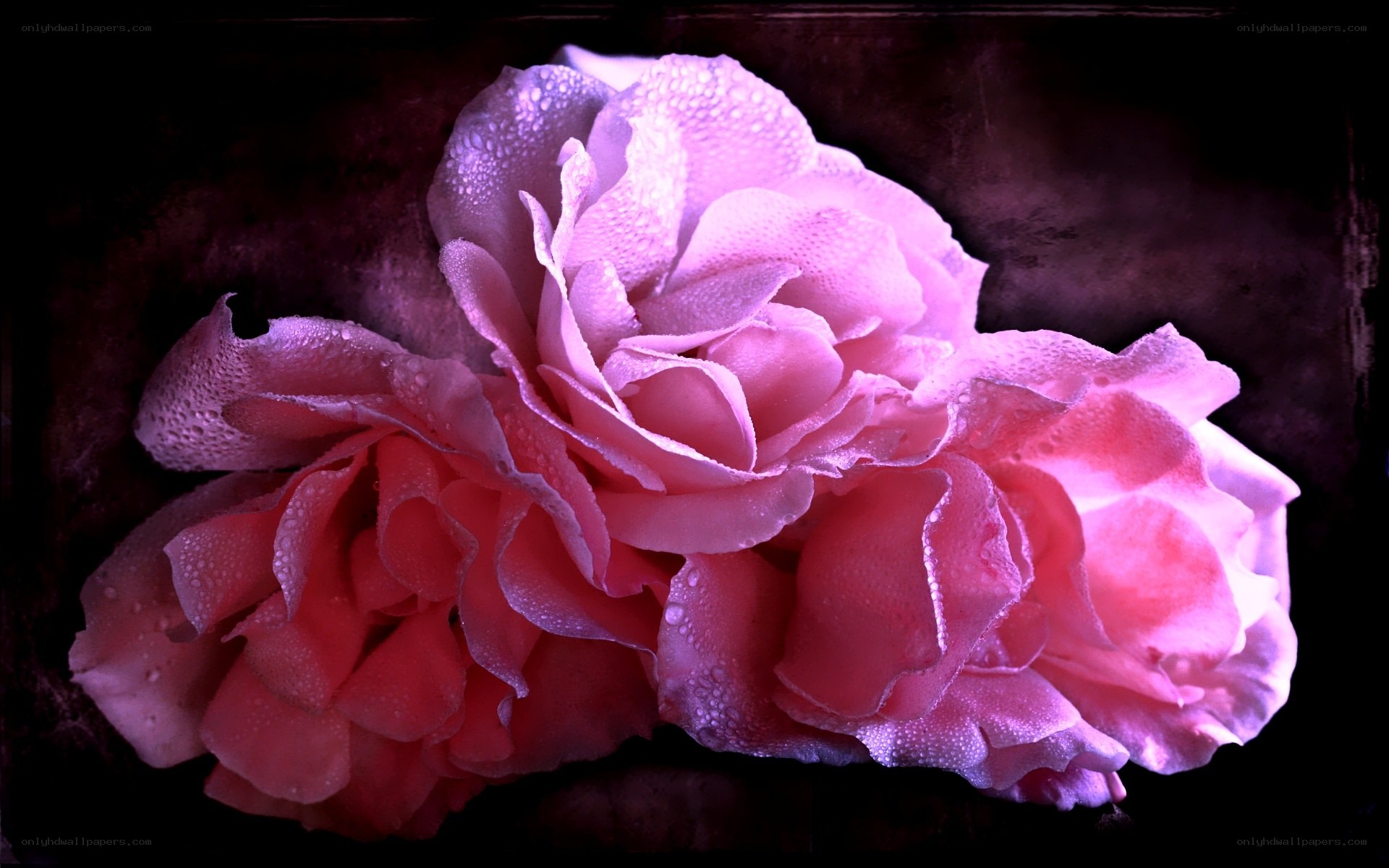 Pink roses with dew drops