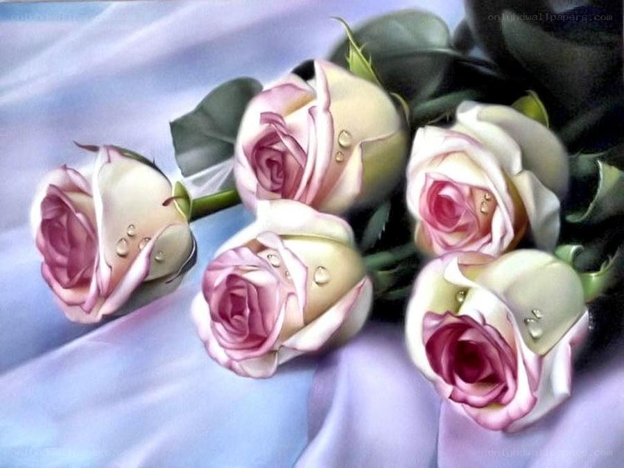Pink roses with dew drops
