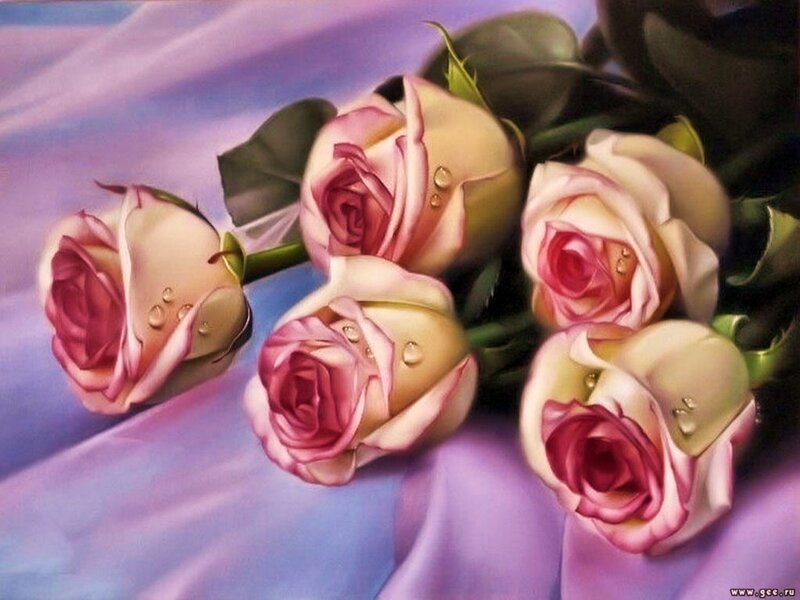 Pink roses with dew drops