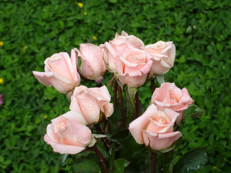 Pink roses with dew drops