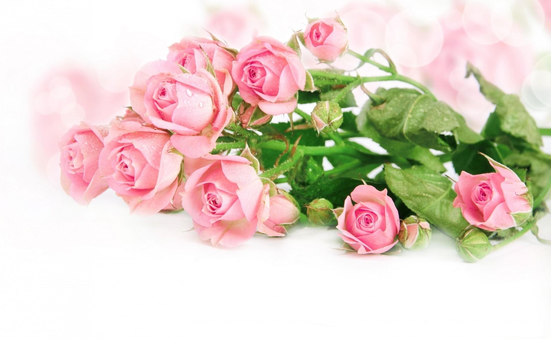 Pink roses with dew drops