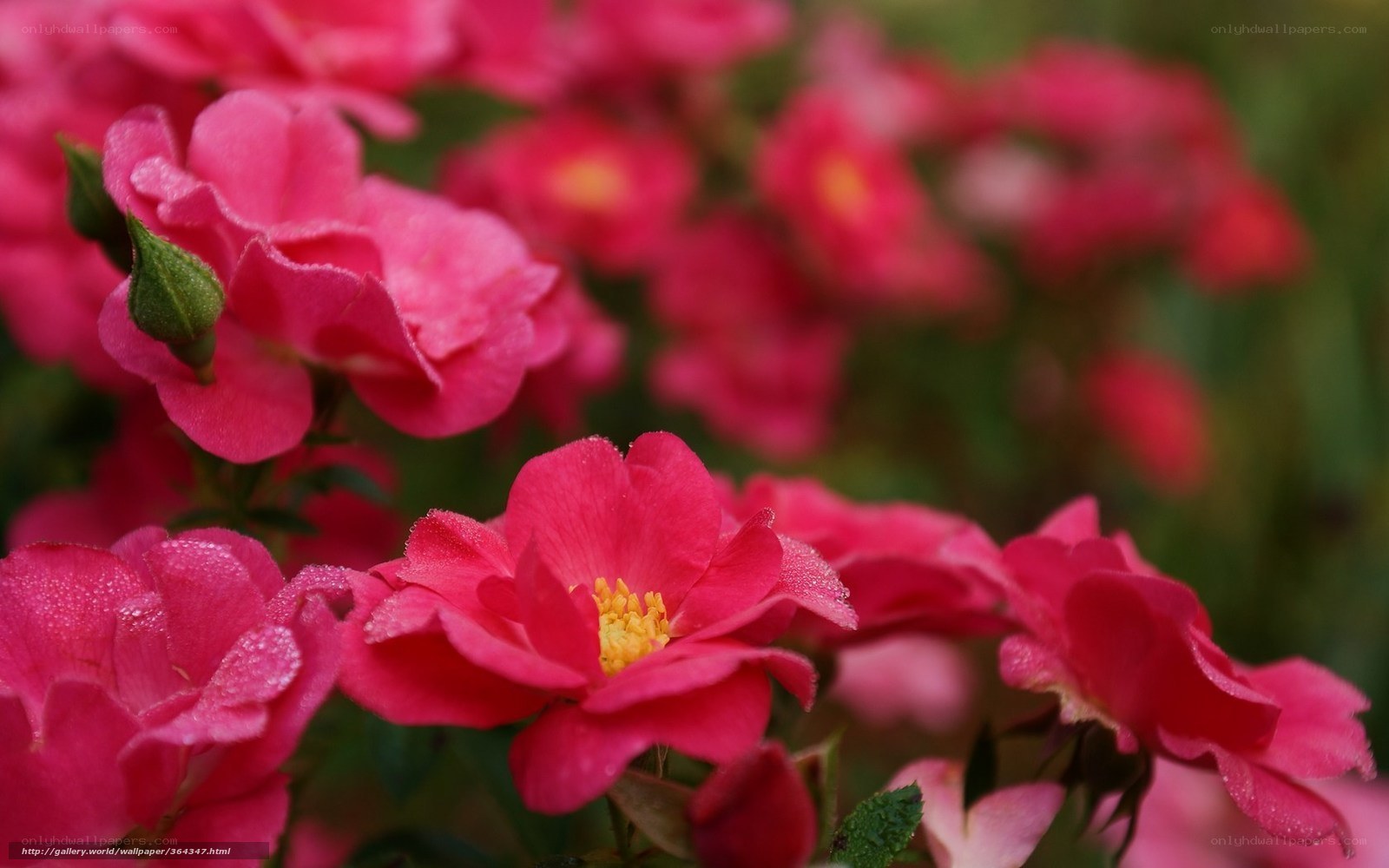 Pink roses with dew drops