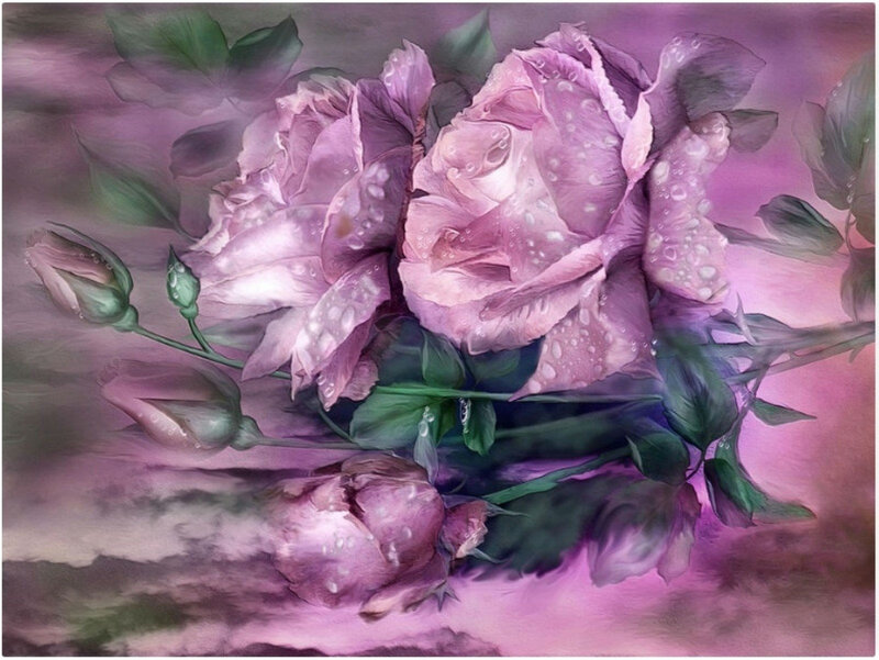 Pink Roses with Dew — Purple