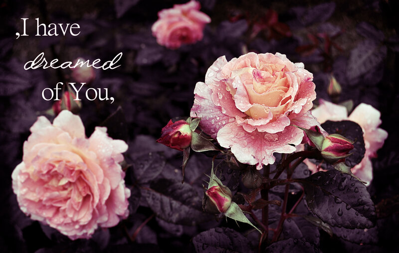 Pink Roses with Dew — Romantic