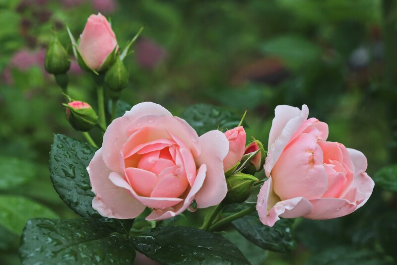 Pink Roses with Dew — Serene, Morning, Photograph, Buds, Leaves