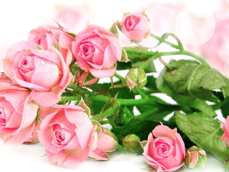 Pink Roses with Dew — Serene, Morning, Photograph, Dew Drops, Green Leaves, Buds
