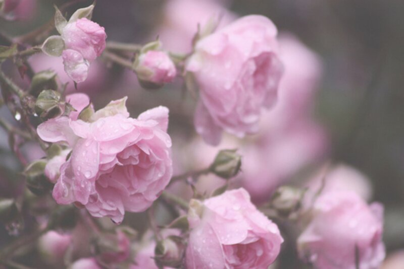 Pink Roses with Dew — Serene, Morning, Photograph, Flowers, Buds