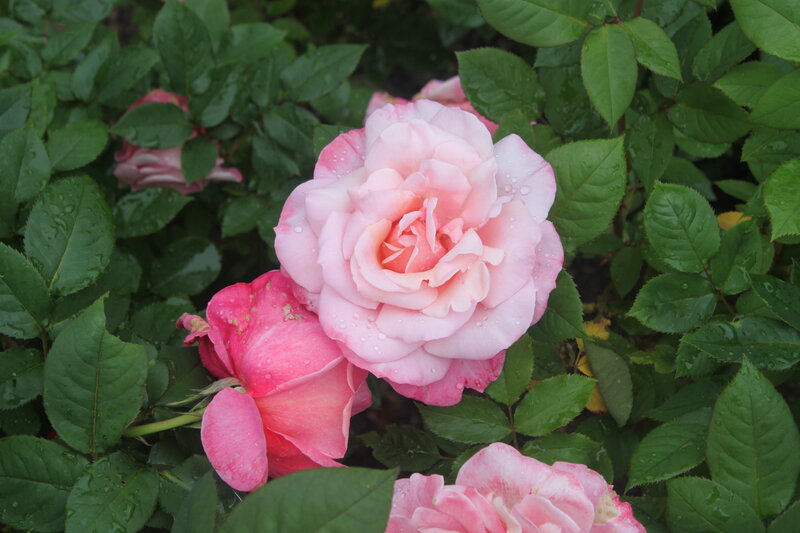 Pink Roses with Dew — Serene, Morning, Photograph, Flowers