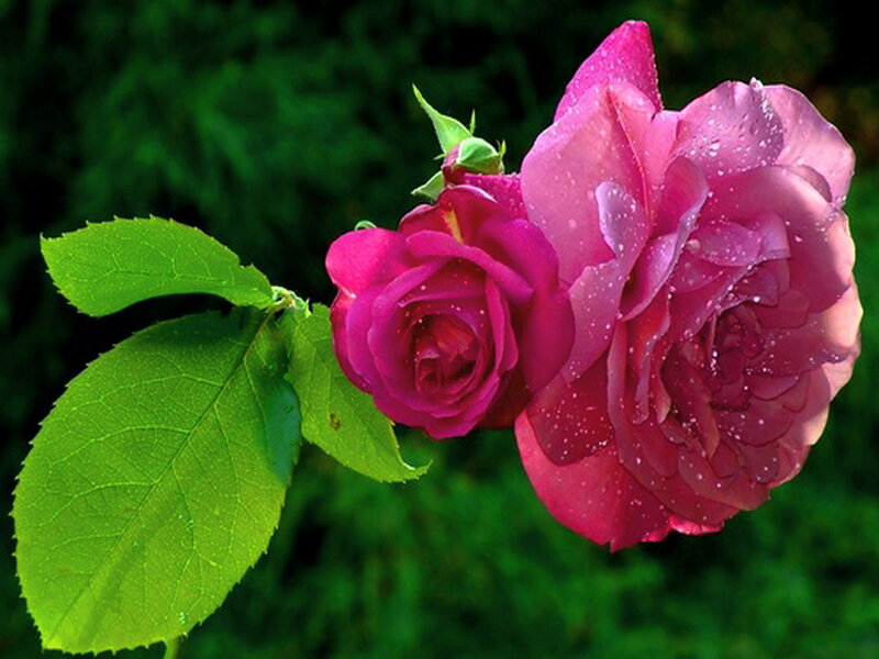Pink Roses with Dew — Serene, Morning, Photograph, Leaves, Buds