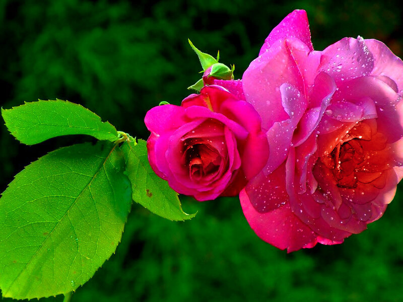 Pink Roses with Dew — Serene, Morning, Photograph, Leaves