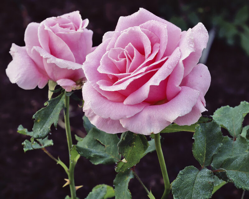 Pink Roses with Dew — Serene, Morning