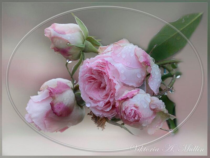 Pink Roses with Dew — Serene, Photograph, Dew Drops