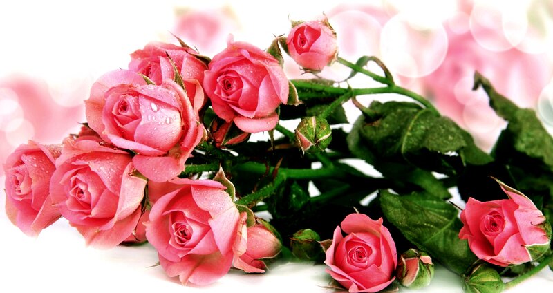 Pink Roses with Dew — Serene, Photograph